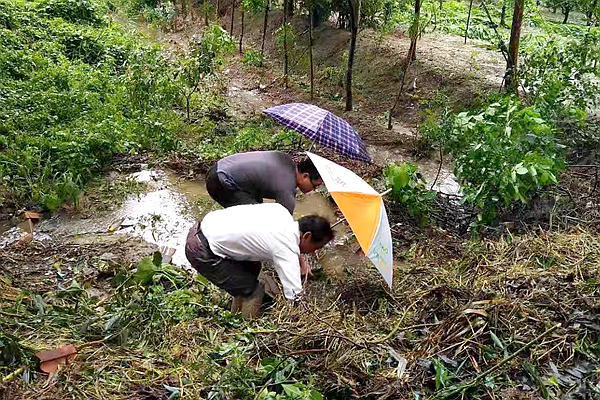 张光成徒手清理排水沟内的污泥杂物 张光成徒手清理排水沟内的污泥杂物
